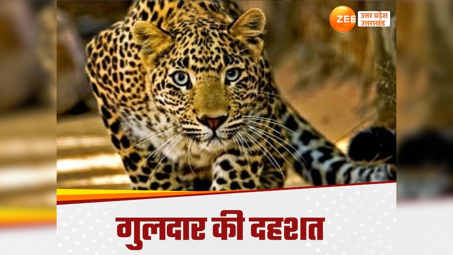 terror of guldar in uttarakhand know how guldar is different from ...