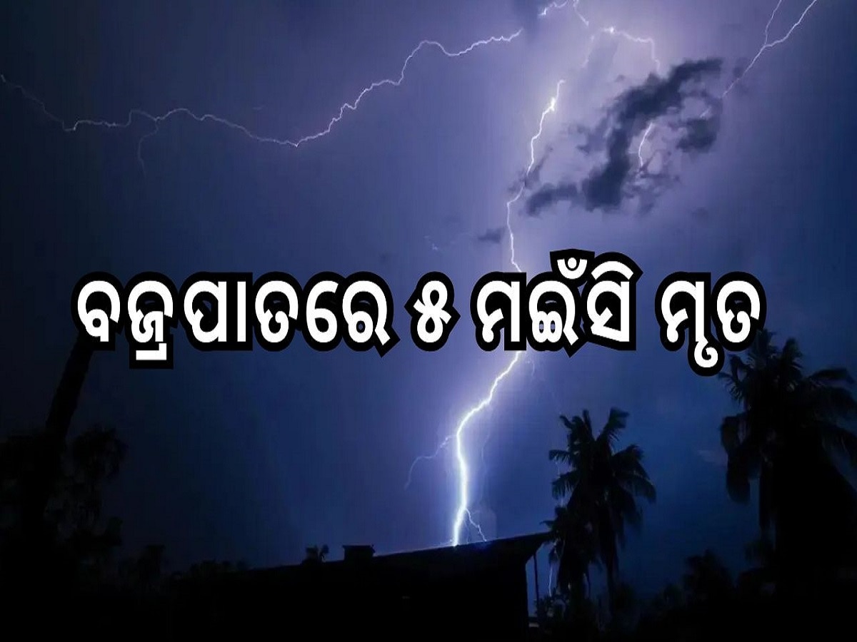 Odisha News: ବଜ୍ରପାତରେ ୫ ମଇଁସି ମୃତ ଓ ମଇଁସି ଚରାଉଥିବା ୩ ଗୁରୁତର