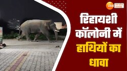 हरिद्वार की रिहायशी कॉलोनी में घुसा जंगली हाथियों का झुंड, देखते ही सहम गए लोग
