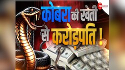 सब्जी की तरह इस गांव में होती है कोबरा की खेती, जहरीले सांपों से करोड़ों की कमाई