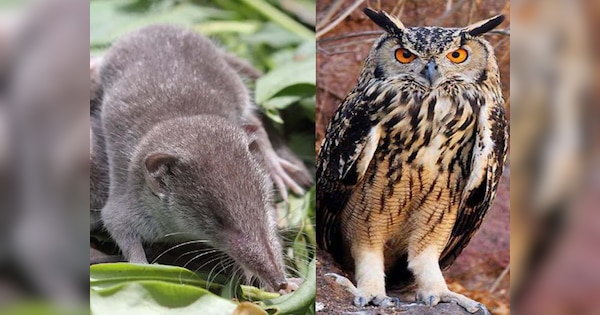 Diwali par ullu ya chhachhondar dikhne ka arth kya hota hai Meaning of ...