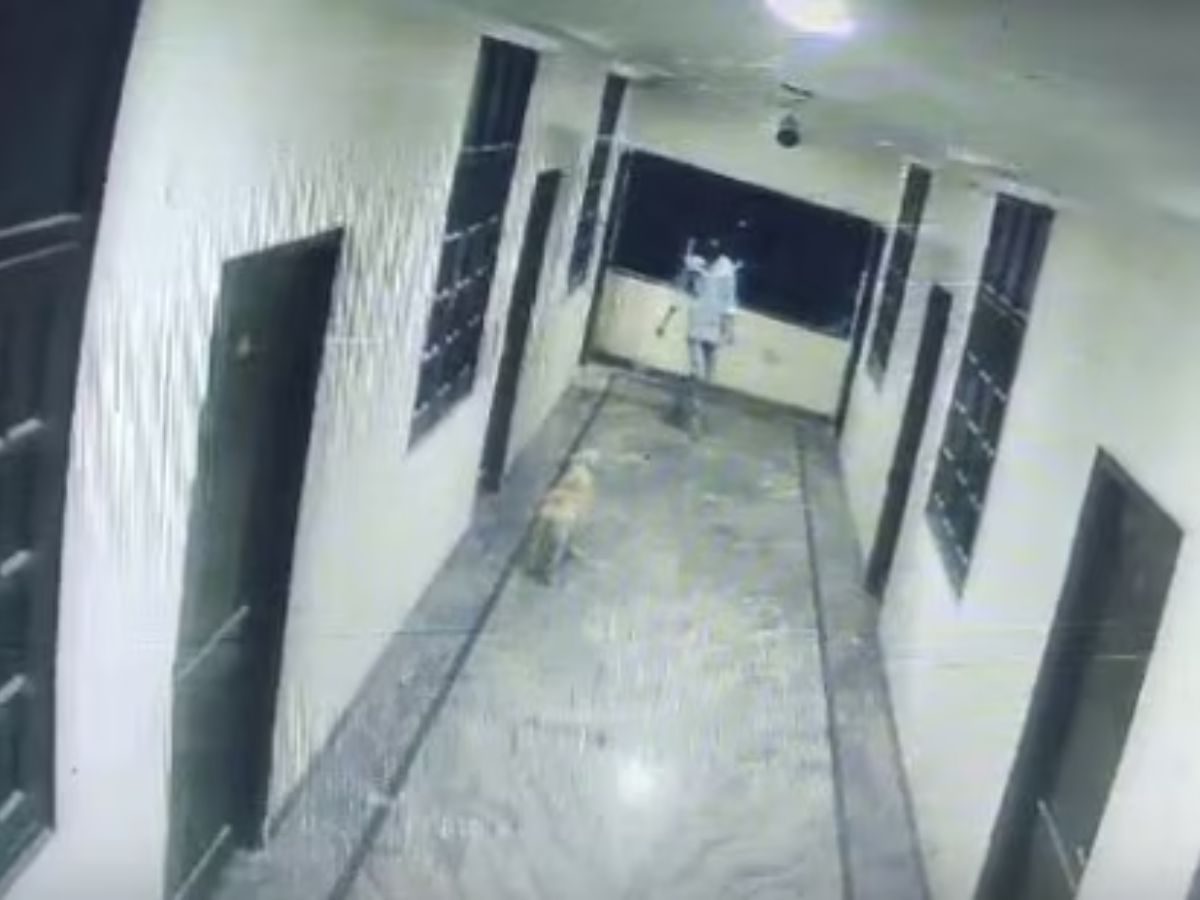 VIDEO: होटल में पीछे पड़ा कुत्ता, लड़के ने घबराहट में लगा दी तीसरे फ्लोर से छलांग, मौत
