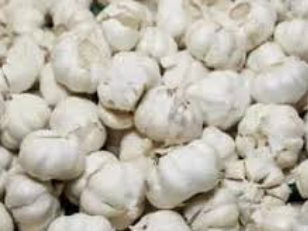 Garlic Price: महंगाई की मार! पिछले साल के मुकाबले लहसुन बीज के दाम हुए दोगुना