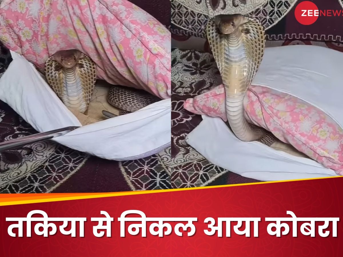 सोफे पर बैठा तो सुनी फुसफुसाहट, घर में तकिये के अंदर से निकल आया COBRA सांप; देखें VIDEO