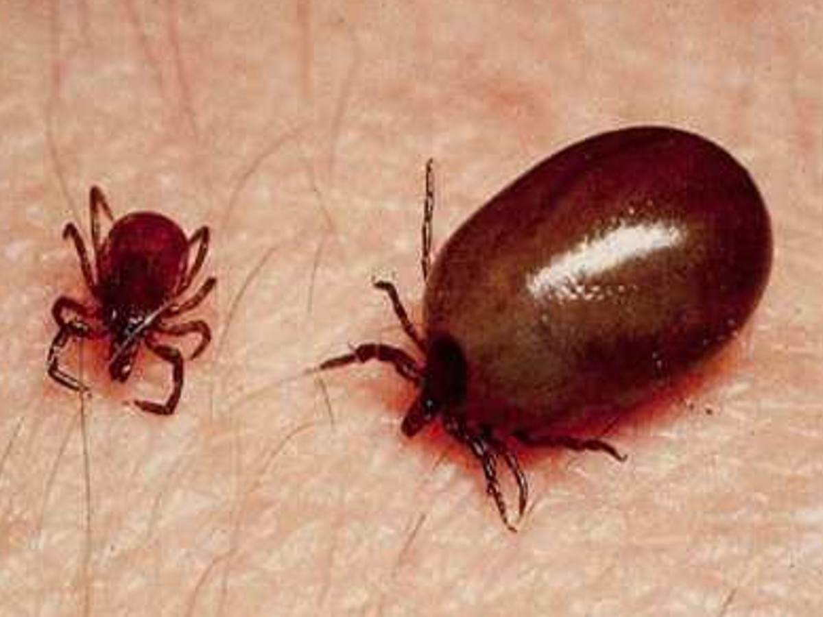 Scrub Typhus से निपटने के लिए सिविल अस्पताल से कृष्णा लैब लेगी लोगों के सैंपल