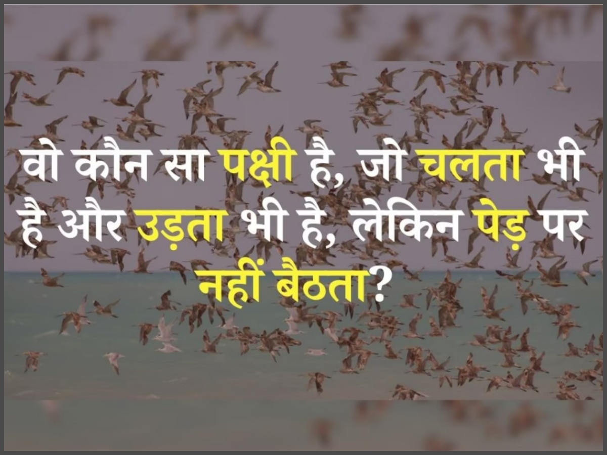 GK Quiz in Hindi: वो कौन सा पक्षी है जो चलता भी है उड़ता भी है पर पेड़ पर नहीं बैठता?