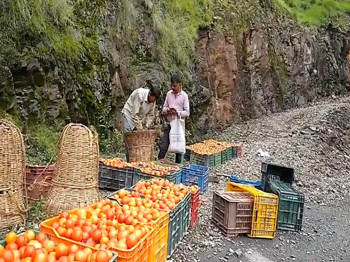 Tomato Price: पहाड़ों में किसानों के लिए सोना साबित हो रहा टमाटर लाल  