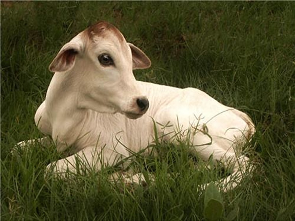 प्रतीकात्मक