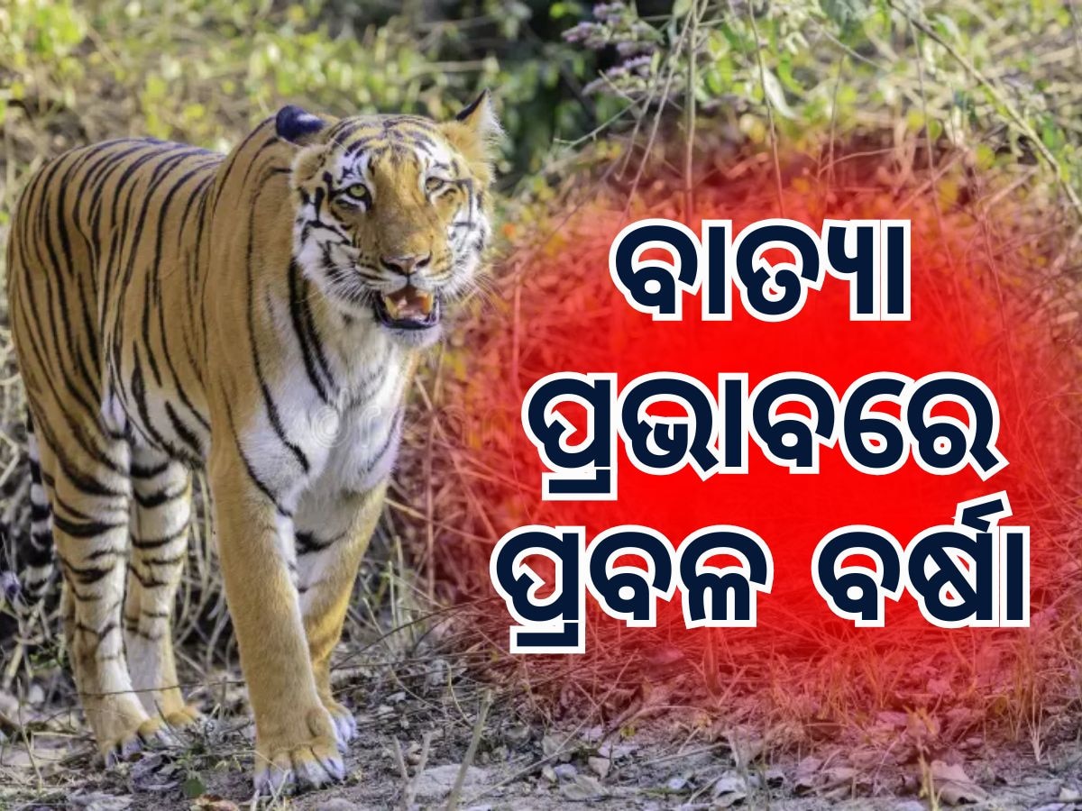 Similipal Tiger Project: ଶିମିଳିପାଳ ଆସିଲା ବାଘୁଣୀ