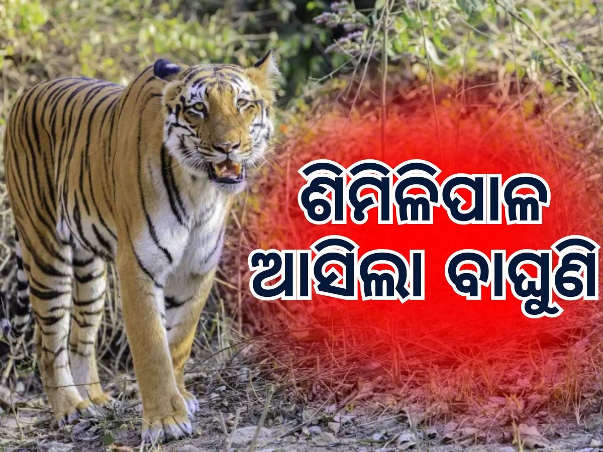 Similipal Tiger Project: ଶିମିଳିପାଳ ଆସିଲା ବାଘୁଣୀ