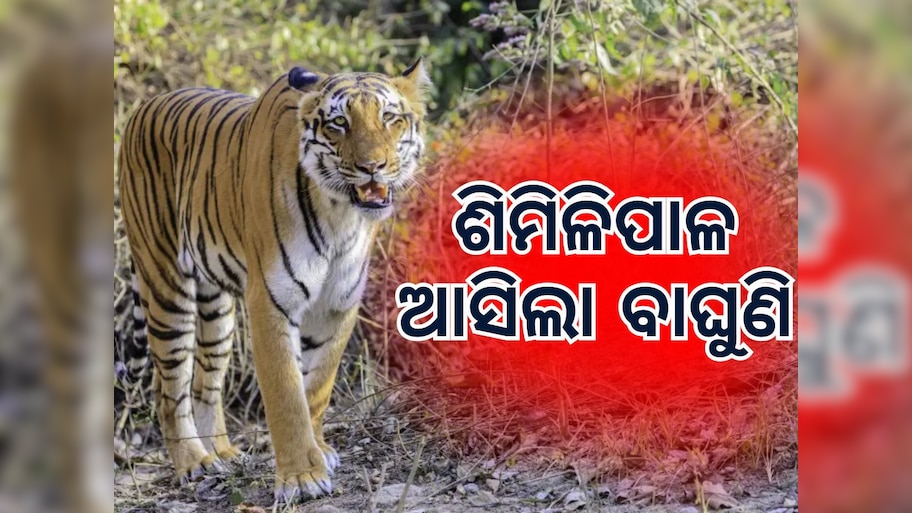 Similipal Tiger Project: ଶିମିଳିପାଳ ଆସିଲା ବାଘୁଣୀ