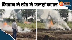 किसान ने अपनी ही फसल में लगा दी आग, Video में देखिए पूरा मामला