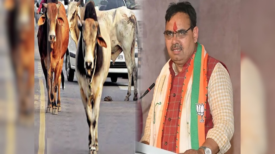 Rajasthan News: आवारा गायों को अब 'आवारा' कहा तो बुरा मान जाएगी सरकार; जारी हुआ फरमान