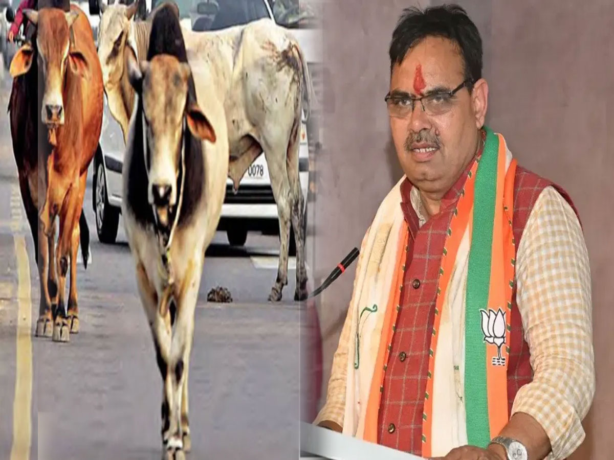Rajasthan News: आवारा गायों को अब 'आवारा' कहा तो बुरा मान जाएगी सरकार; जारी हुआ फरमान Rajasthan News: आवारा गायों को अब 'आवारा' कहा तो बुरा मान जाएगी सरकार; जारी हुआ फरमान