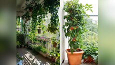 Gardening Hacks: घर पर लगाना चाहते हैं सब्जियां तो फॉलो करें ये आसान टिप्स