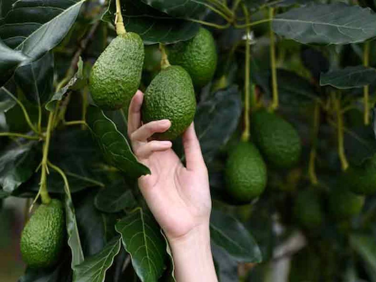 क्यों करना पैसे खर्च, घर पर ऐसे लगाएं एवोकाडो का पौधा