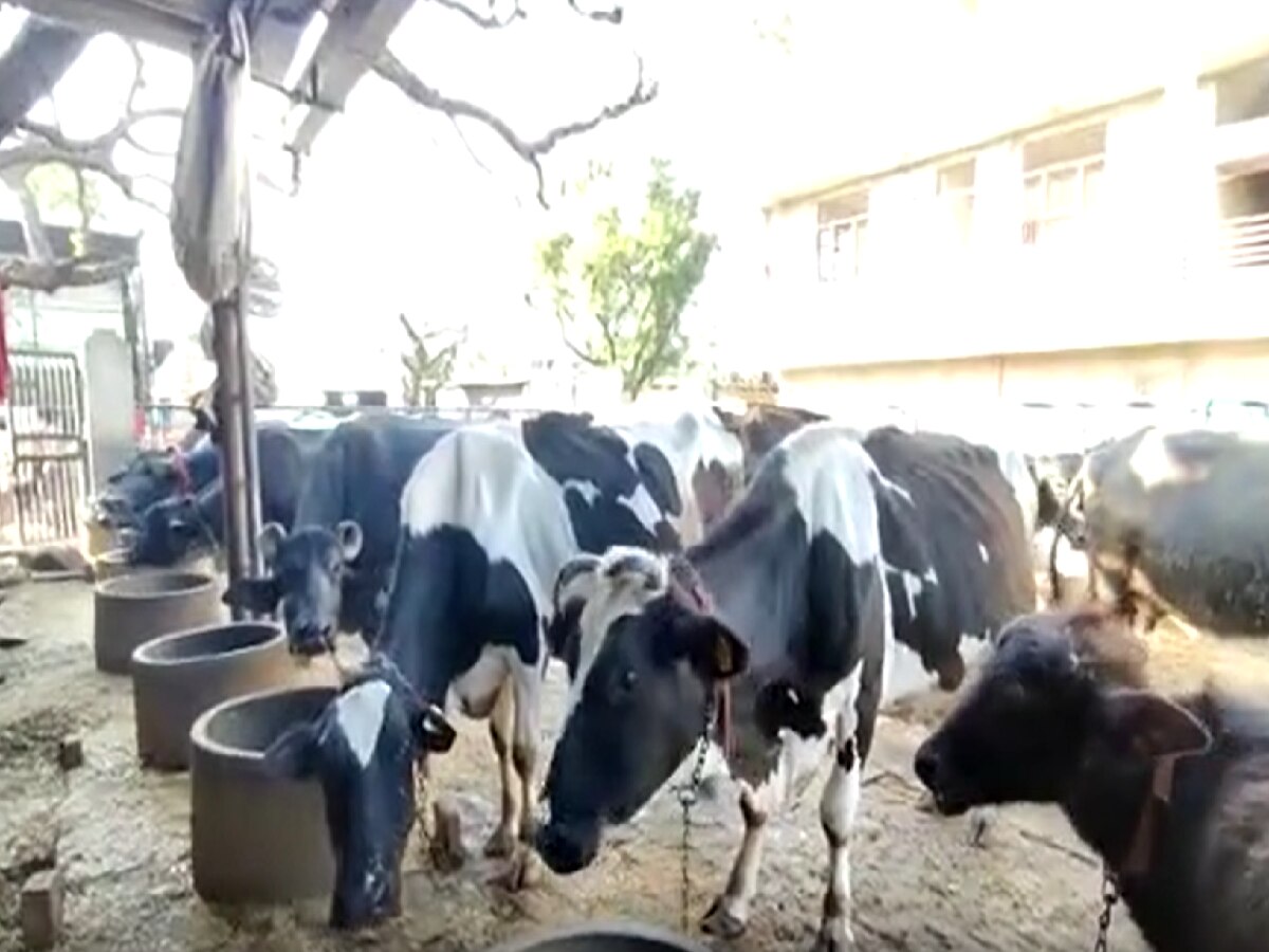 Jaipur News: पशुओं का होगा मंगला बीमा! पशु की मृत्यु पर मिलेंगे 40 हजार रुपए