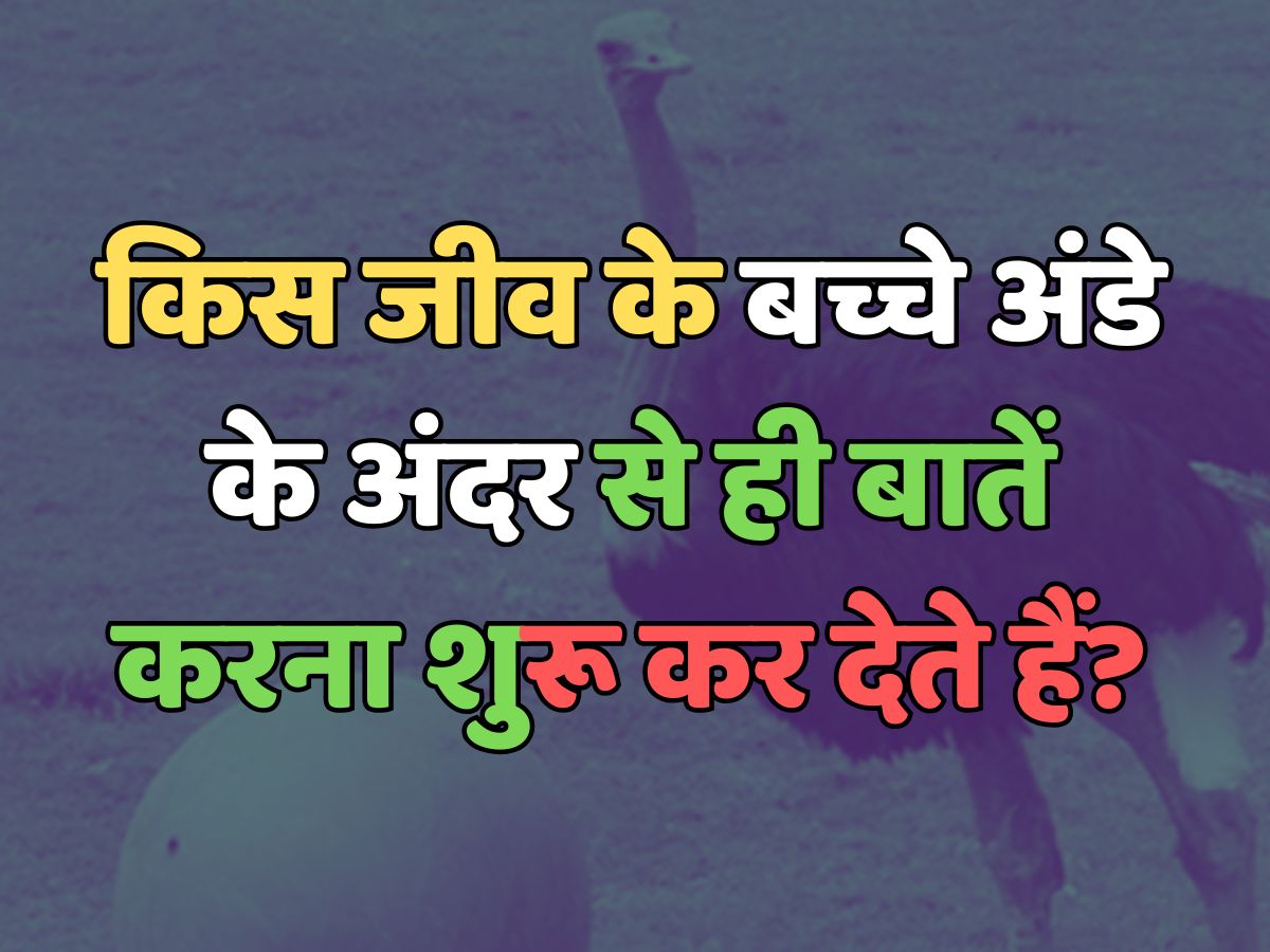 Trending Quiz : क्या आप जानते हैं, किस जीव के बच्चे अंडे के अंदर से ही बातें करना शुरू कर देते हैं? 