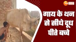 गोवर्धन पूजा पर गाय के थन से सीधे दूध पी रहे बच्चे, वीडियो आया सामने