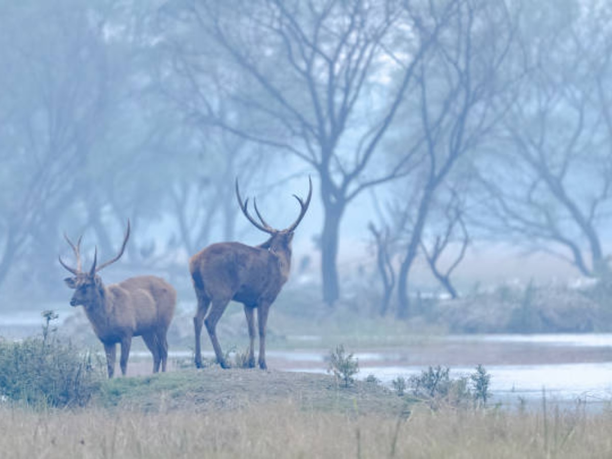 Rajasthan Weather Update: राजस्थान में धड़ाम से गिरा पारा, सर्द हवाओं ने बढ़ाई ठिठुरन, जानें आज कैसा रहेगा मौसम का मिजाज 