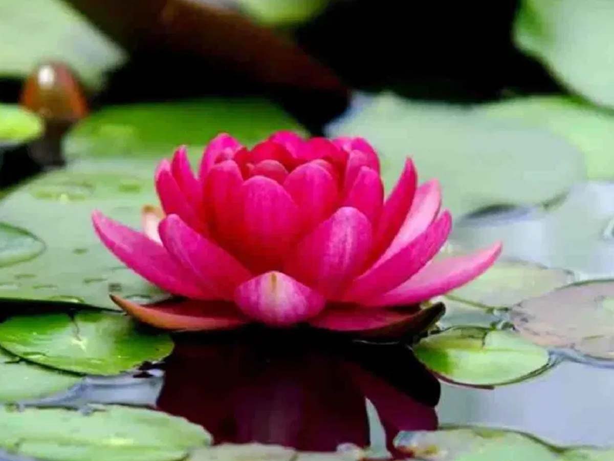 कमल के फूल