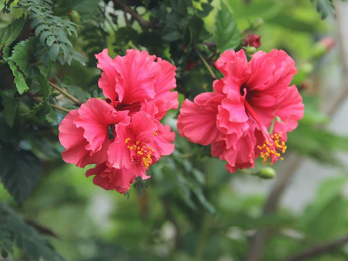 गुड़हल (हिबिस्कुस)