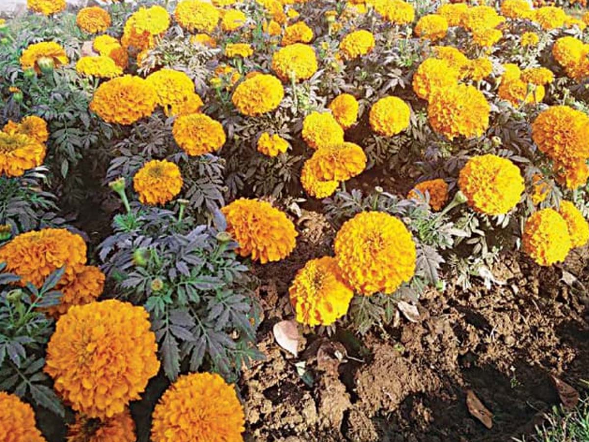 गेंदे का फूल