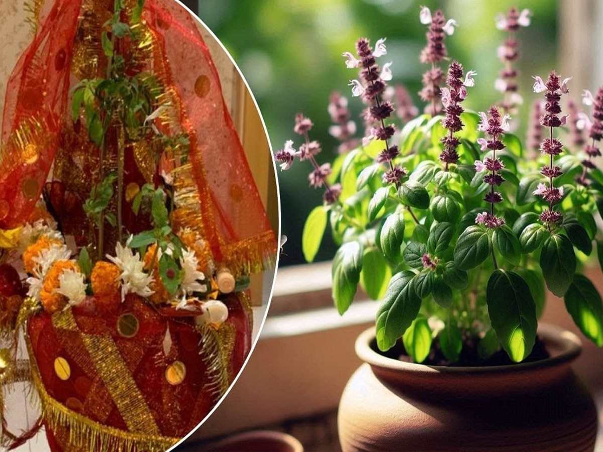 tulsi vivah 2024 date why did lord vishnu marry mata tulsi aur vishnu