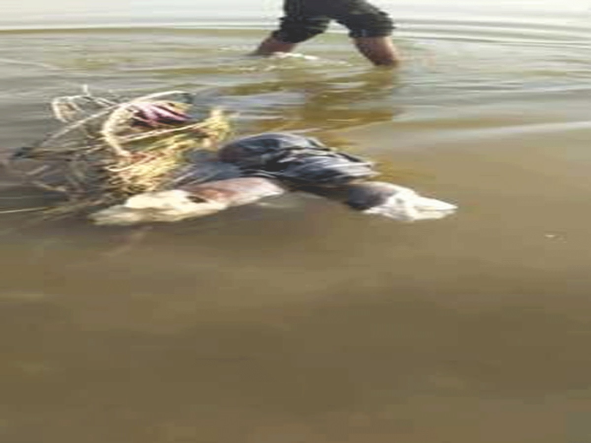 Sawai Madhopur: बनास नदी में पोटली में बंधा मिला शव, तैरते हुए मिले कटे हुए हाथ-पैर Sawai Madhopur: बनास नदी में पोटली में बंधा मिला शव, तैरते हुए मिले कटे हुए हाथ-पैर