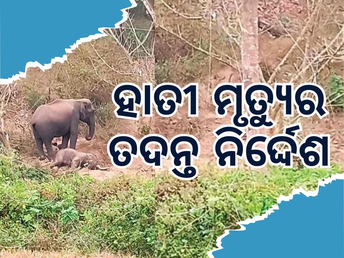 Elephant Death: ହାତୀ ମୃତ୍ୟୁକୁ ନେଇ ଉଦବେଗ ପ୍ରକାଶ କଲେ ମନ୍ତ୍ରୀ, କାର୍ଯ୍ୟନୁଷ୍ଠାନ ଗ୍ରହଣ କରିବାକୁ ନିର୍ଦ୍ଦେଶ