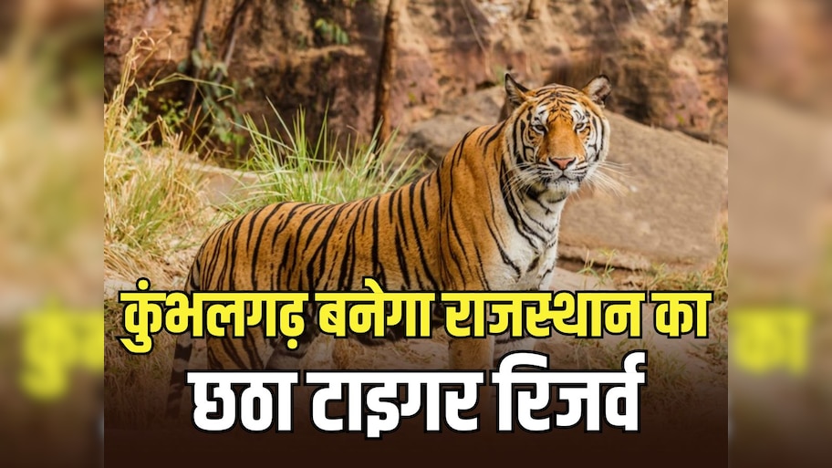 कुंभलगढ़ बनेगा राजस्थान का छठा टाइगर रिजर्व, कमेटी ने सरकार को सौंपी रिपोर्ट, 5 जिलों को किया शामिल