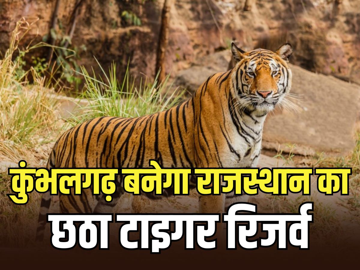 कुंभलगढ़ बनेगा राजस्थान का छठा टाइगर रिजर्व, कमेटी ने सरकार को सौंपी रिपोर्ट, 5 जिलों को किया शामिल कुंभलगढ़ बनेगा राजस्थान का छठा टाइगर रिजर्व, कमेटी ने सरकार को सौंपी रिपोर्ट, 5 जिलों को किया शामिल