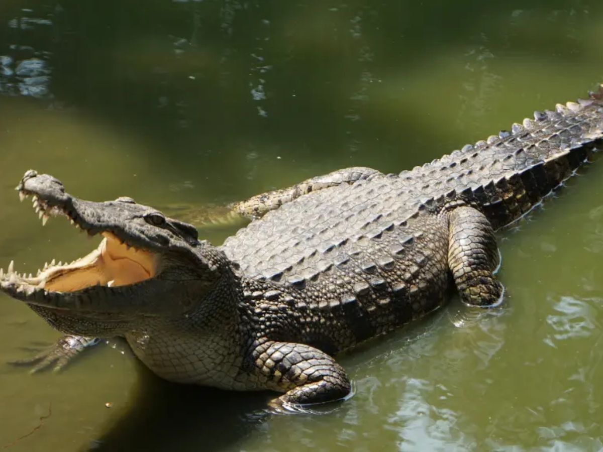 Satakosia Crocodile: ସାତକୋଶିଆରେ ଛଡ଼ାଯିବ ୧୬ ଘଡ଼ିଆଳ