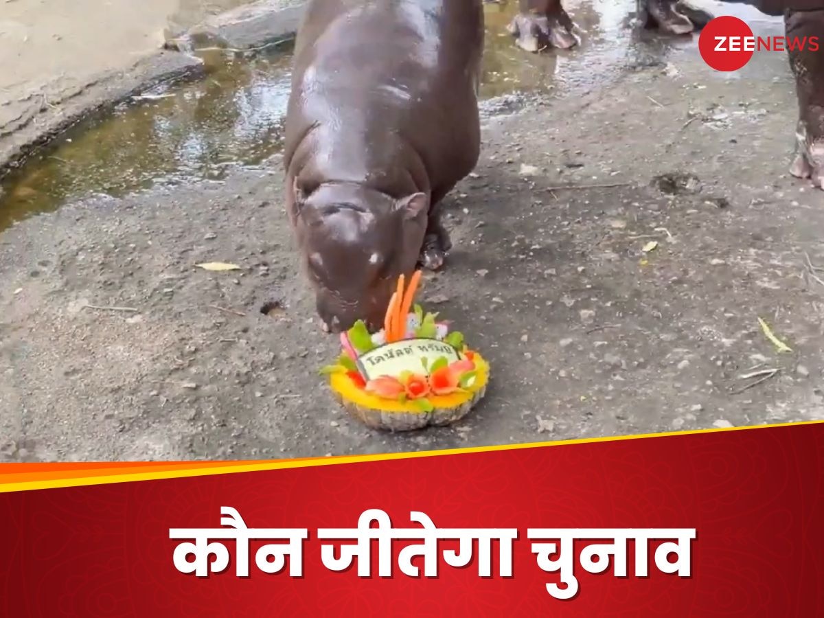 WATCH: 'छोटे दरियाई घोड़े' ने बताया कि कौन जीतेगा अमेरिका का राष्‍ट्रपति चुनाव?