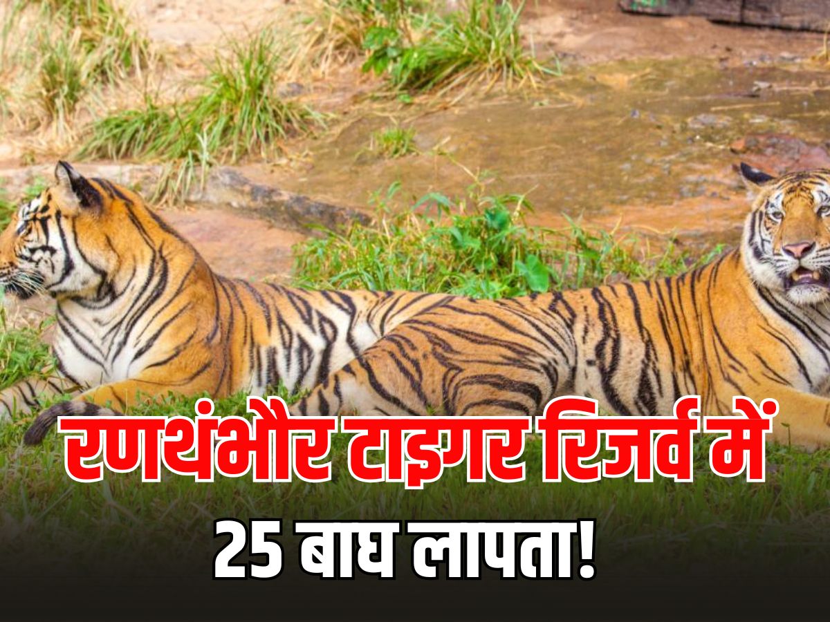 Rajasthan News: रणथंभौर टाइगर रिजर्व में 75 बाघ में से एक तिहाई लापता! राजस्थान सरकार ने बनाई जांच कमेटी