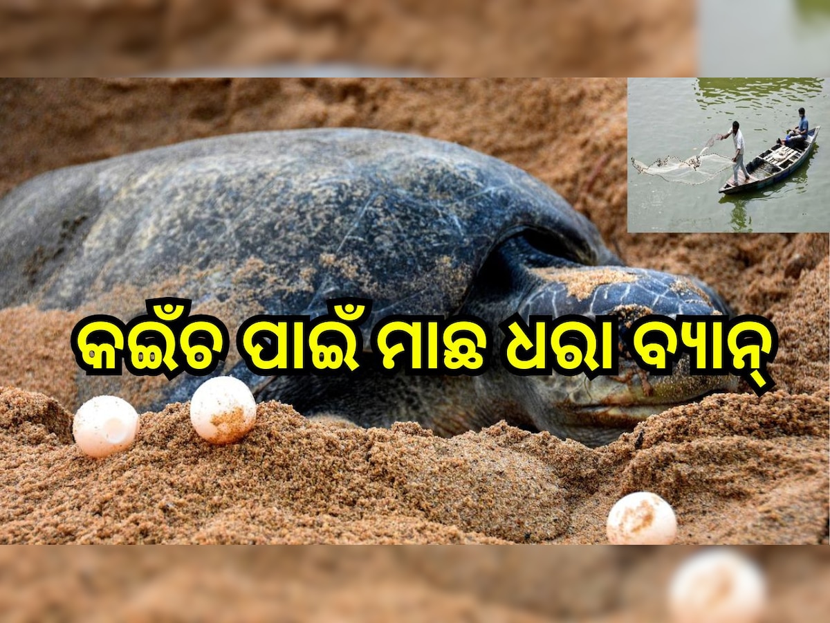 Olive ridley: ଅଲିଭ୍ ରିଡ଼ଲେ କଇଁଚ ସଂରକ୍ଷଣ ନିମନ୍ତେ ସମ୍ପୂର୍ଣ୍ଣ ମାଛ ଧରିବା ନିଷିଦ୍ଧ