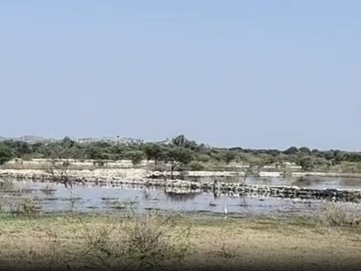 Rajsamand News: अवैध डंपिंग यार्ड को लेकर सरपंच ने खोला मोर्चा, तथाकथित रसूखदार राजसमंद झील को कर रहे हैं प्रदूषित Rajsamand News: अवैध डंपिंग यार्ड को लेकर सरपंच ने खोला मोर्चा, तथाकथित रसूखदार राजसमंद झील को कर रहे हैं प्रदूषित
