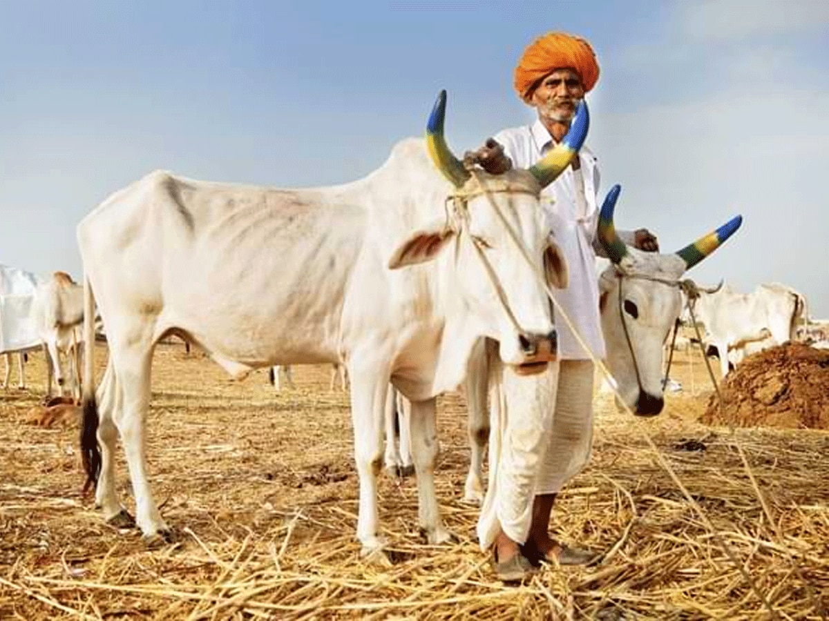 15 misconceptions remain in minds of people about Rajasthanis
