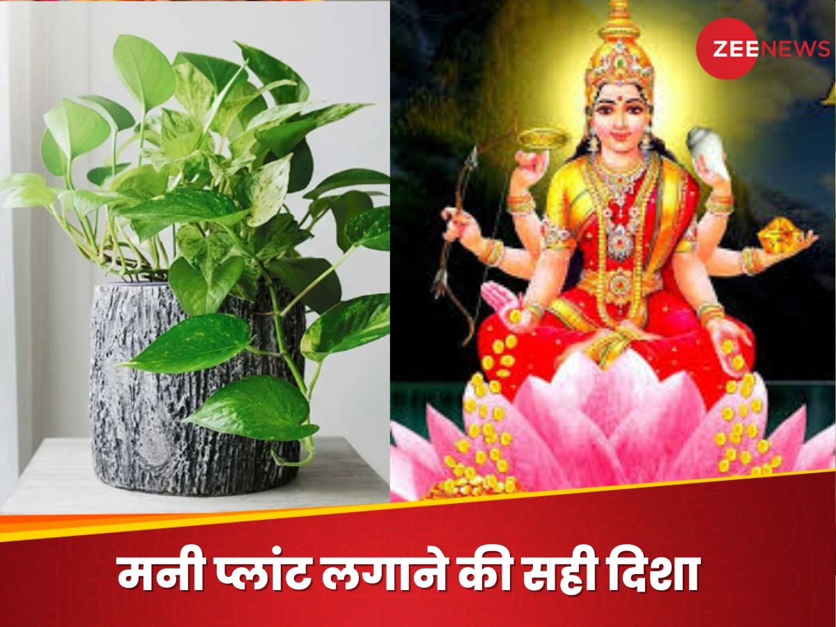 Money Plant Vastu Tips: घर की वो दिशा, जिसमें मनी प्लांट लगाने से मां लक्ष्मी होती हैं बेहद प्रसन्न? परिवार पर कर देतीं सुख-समृद्धि की बारिश 