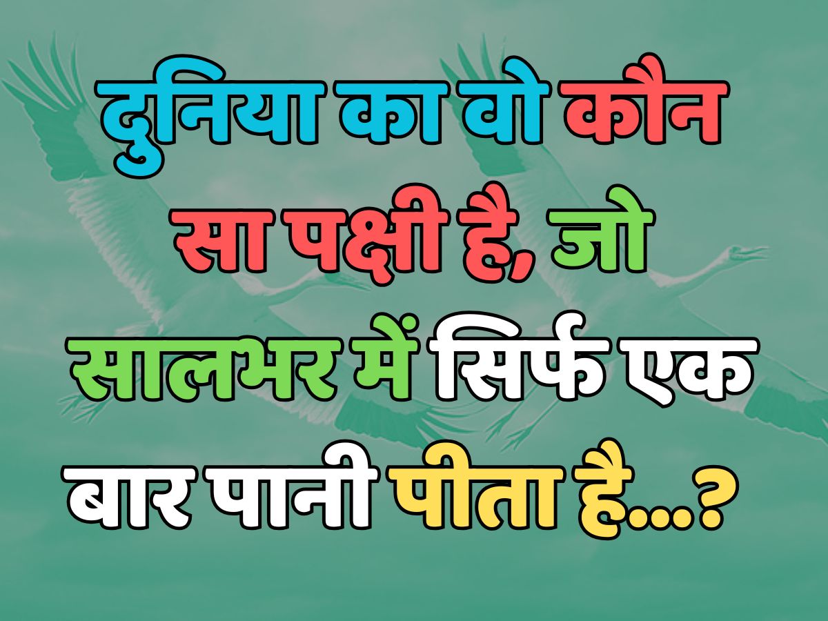 Trending Quiz : दुनिया का वो कौन सा पक्षी है, जो सालभर में सिर्फ एक बार पानी पीता है? 