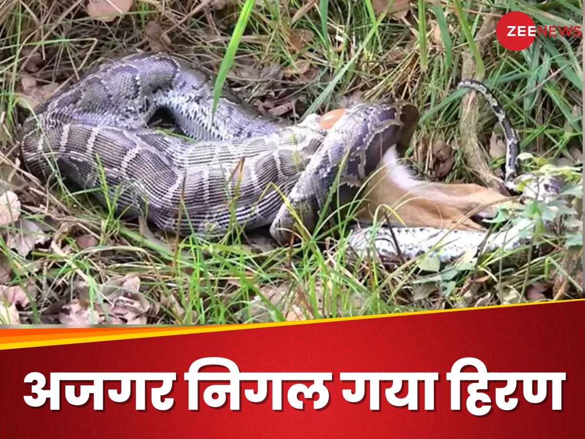 Snake Video: कुछ ही सेकेंड में पूरा हिरण निगल गया खतरनाक अजगर, देखकर लोगों की चौंधिया गई आंखें