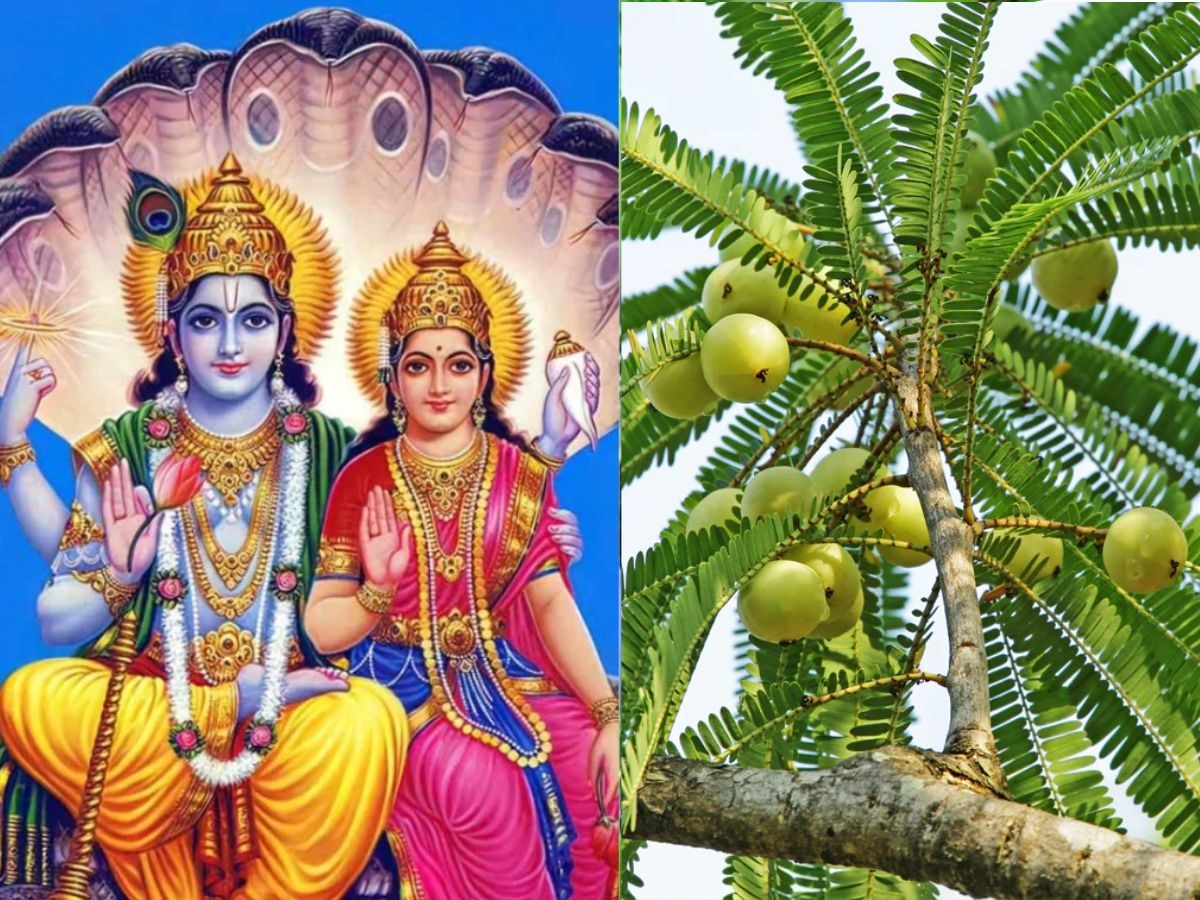 Akshaya Navami 2024: कब है अक्षय नवमी? जानें  तिथि, शुभ मुहूर्त, महत्व और आंवला नवमी से जुड़े अनुष्ठान