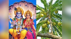 कब है अक्षय नवमी? जानें  तिथि, शुभ मुहूर्त, महत्व और आंवला नवमी से जुड़े अनुष्ठान