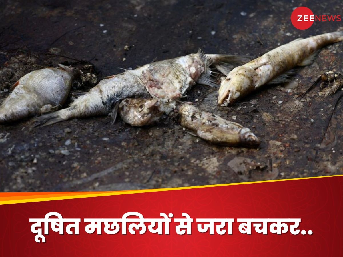 Fish: दूषित मछलियां कर सकती हैं सेहत का कबाड़ा, जानिए इसे खाने के सबसे बड़े खतरे