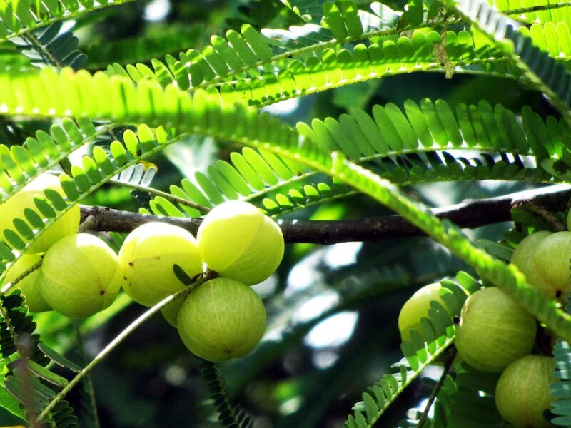 अक्षय नवमी कब है?