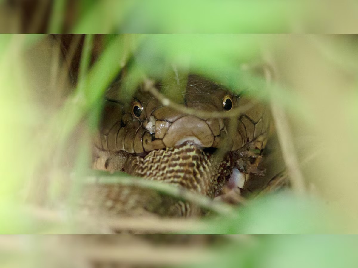 King Cobra की सांप खाते हुए तस्वीर आई सामने, IAS अधिकारी ने शेयर करके लोगों को खौफ में डाला