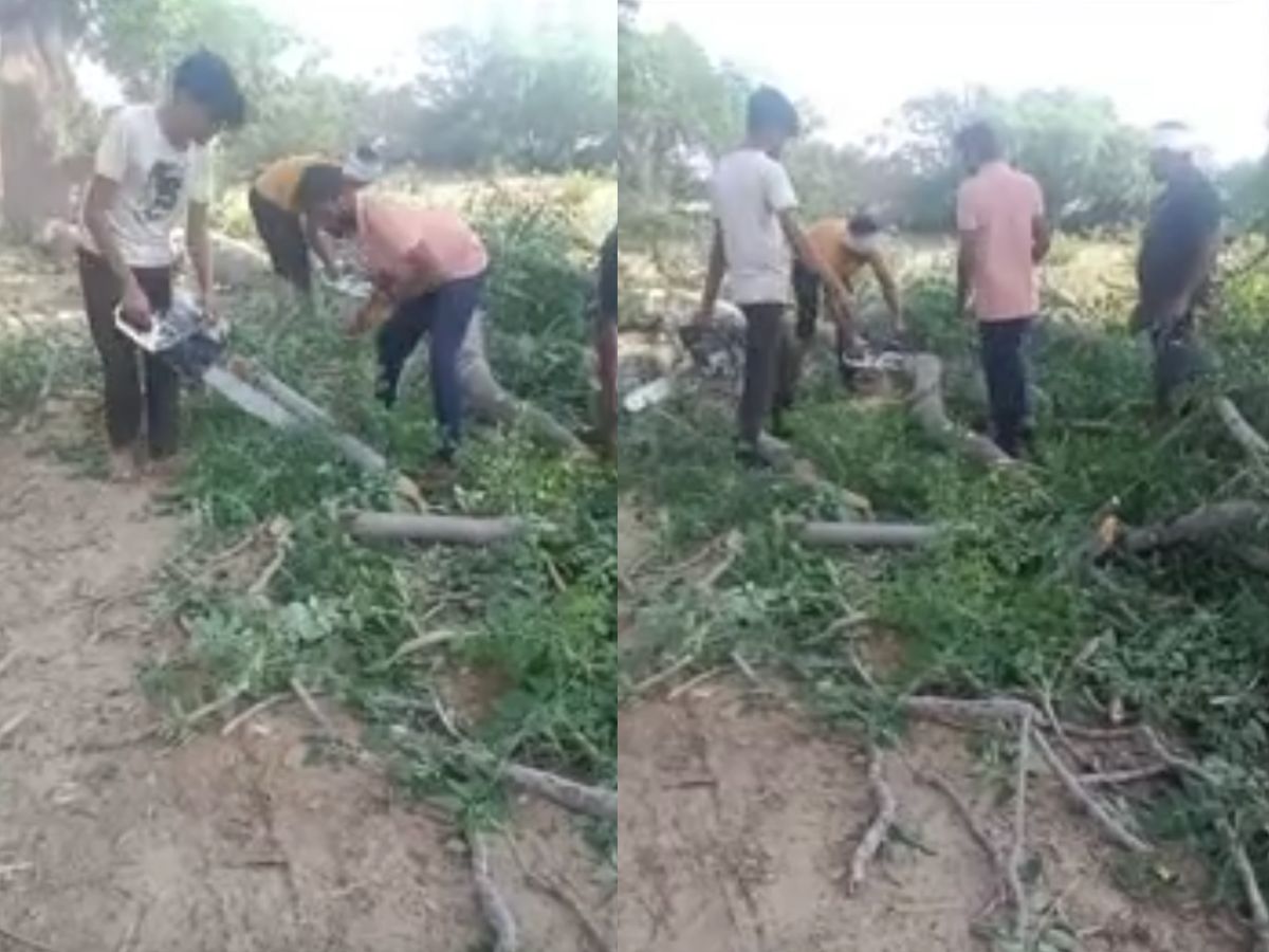 Bikaner News: बज्जू क्षेत्र में जंगल से लेकर खेत हो रहे साफ, पेड़ों का बन रहा कचरा