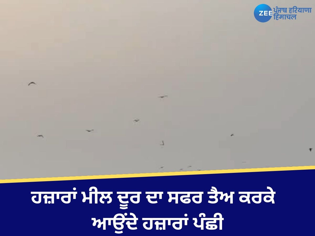 Gurdaspur News: ਚਾਰ ਮਹੀਨੇ ਲਈ ਕੇਸੋਪੁਰ ਛੰਬ ਬਣਦਾ ਹੈ ਖੂਬਸੂਰਤ ਵਿਦੇਸ਼ੀ ਮਹਿਮਾਨਾਂ ਦਾ ਰੈਣ ਬਸੇਰਾ!