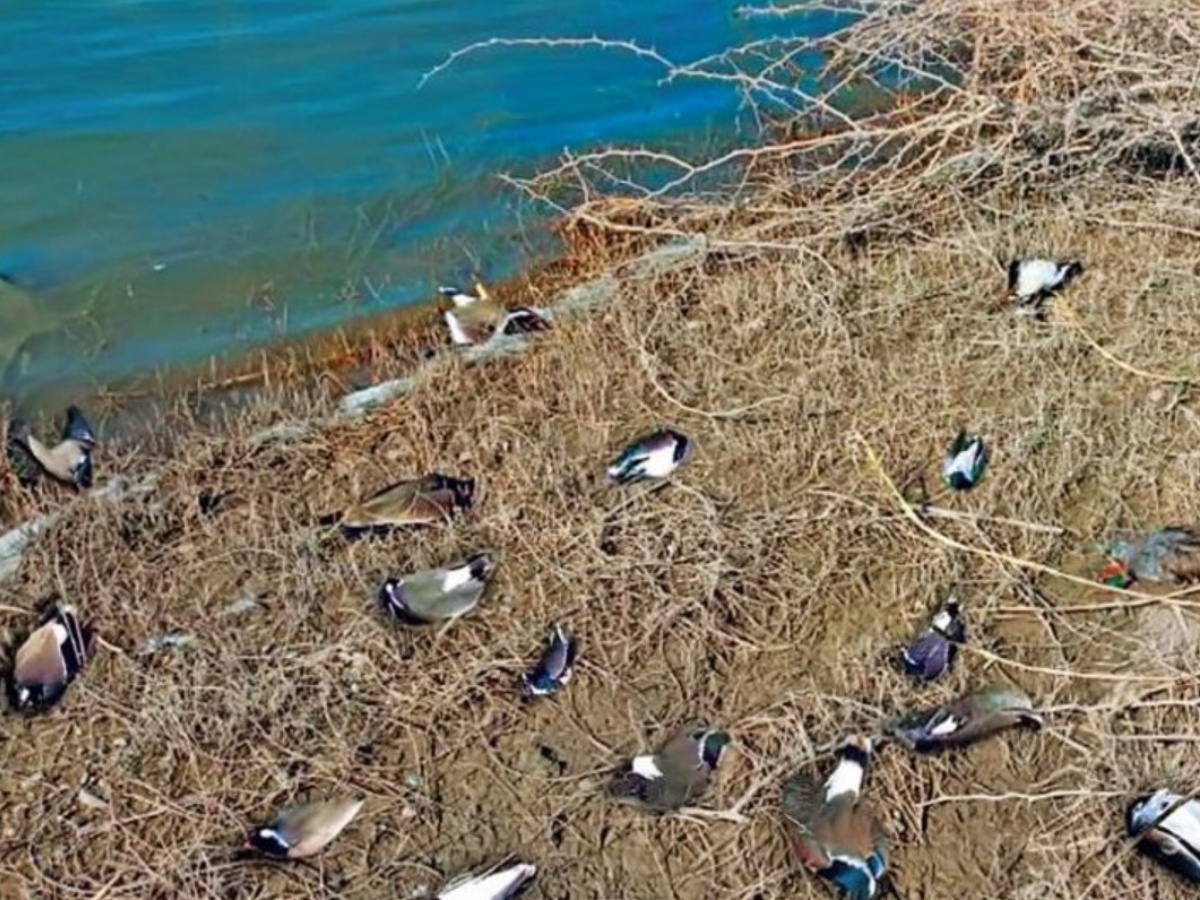 Birds Death: सांभर झील बनी बेजुबानों की मौत का अड्डा, इस बीमारी की चपेट में आने से 500 से ज्यादा पक्षियों की हुई मौत Birds Death: सांभर झील बनी बेजुबानों की मौत का अड्डा, इस बीमारी की चपेट में आने से 500 से ज्यादा पक्षियों की हुई मौत