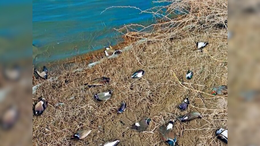 Birds Death: सांभर झील बनी बेजुबानों की मौत का अड्डा, इस बीमारी की चपेट में आने से 500 से ज्यादा पक्षियों की हुई मौत